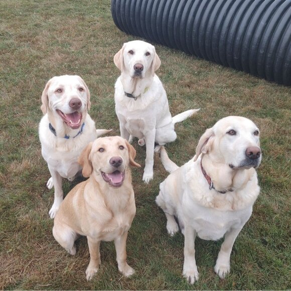 Lab Lounge Bundle - Picture 11 of 14